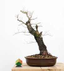 Ulmus minor #01