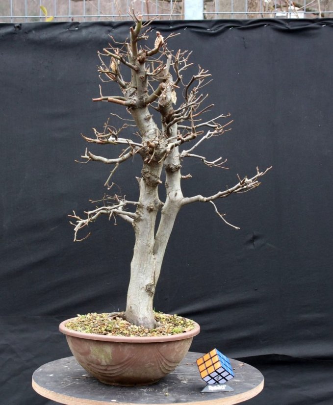 Carpinus betulus #10