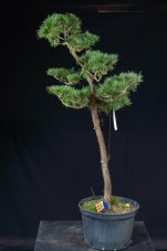 Pinus sylvestris Watereri NIW.19