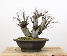 Ulmus minor #02