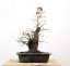 Carpinus betulus #12