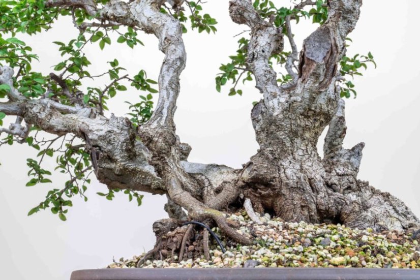 Carpinus orientalis no.4