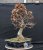 Carpinus betulus #11