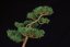 Pinus sylvestris Watereri NIW.10