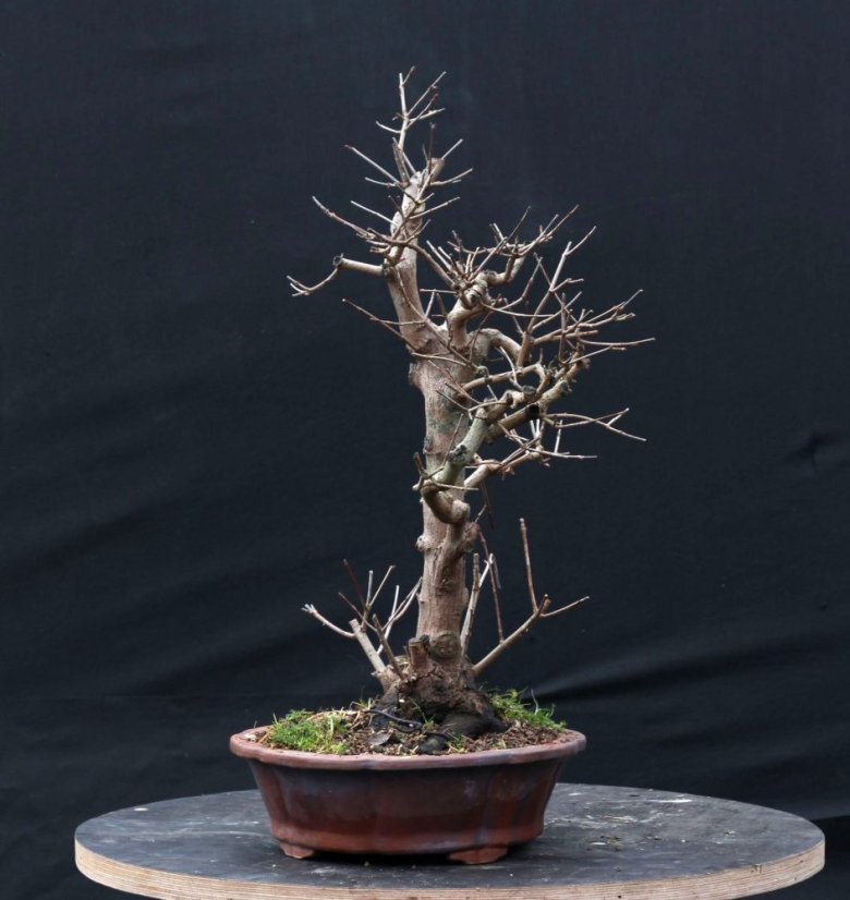 Acer tatar. ginnala #01