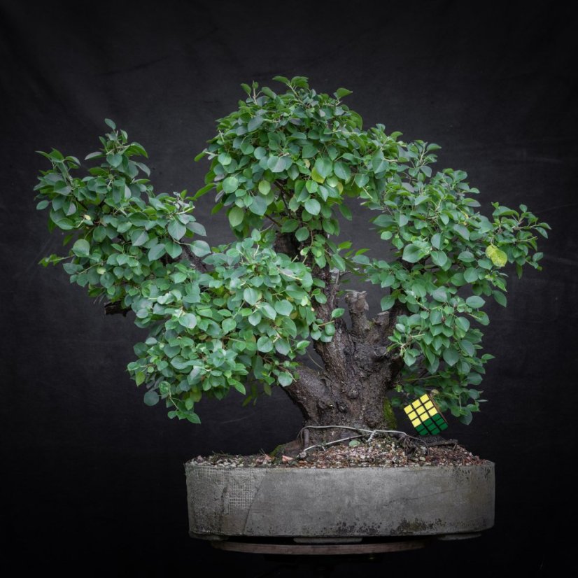 Prunus mahaleb #45