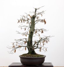 Carpinus betulus #13