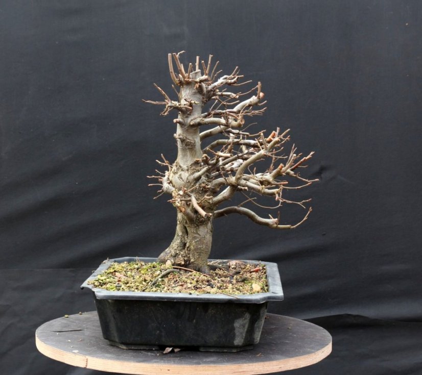 Carpinus betulus #04