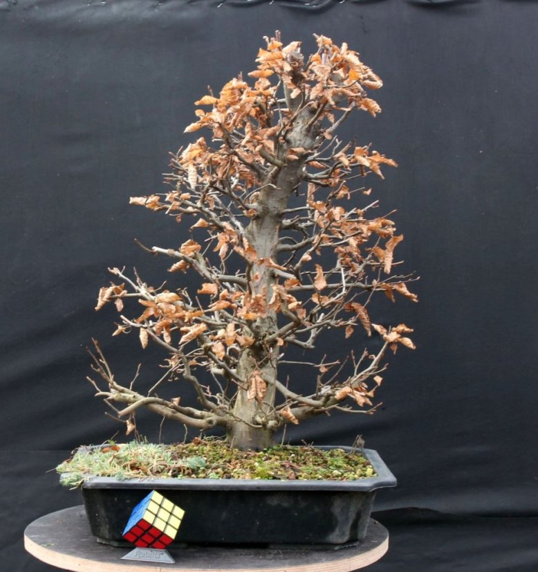 Carpinus betulus #05