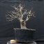Carpinus betulus #09