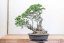 Carpinus orientalis no.4