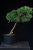 Pinus sylvestris Watereri NIW.14