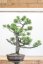 Pinus nigra#05