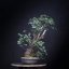 Prunus mahaleb #41