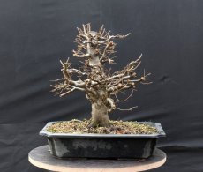 Carpinus betulus #04
