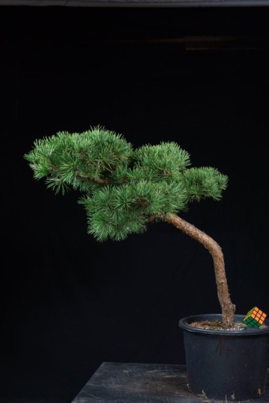 Pinus sylvestris Watereri NIW.14