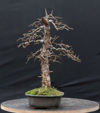 Larix decidua #01
