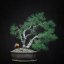 Pinus sylvestris #13