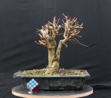Acer campestre #04