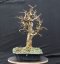 Acer campestre #05