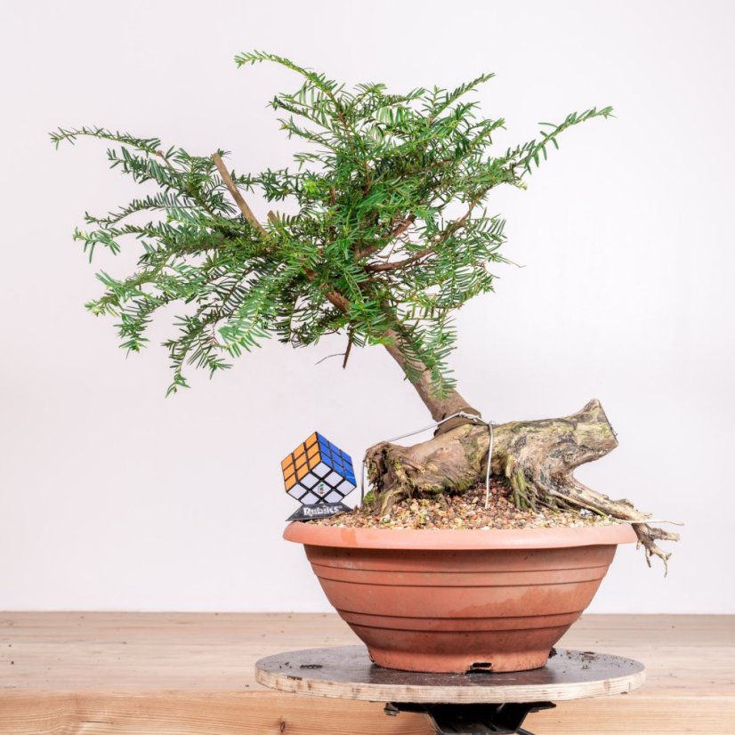 Taxus baccata no.21