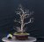 Acer tatar. ginnala #01