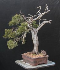 Juniperus sabina #04-  CENA NA VYŽÁDÁNÍ / PRICE ON REQUEST