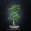 Tilia cordata Komsta #02