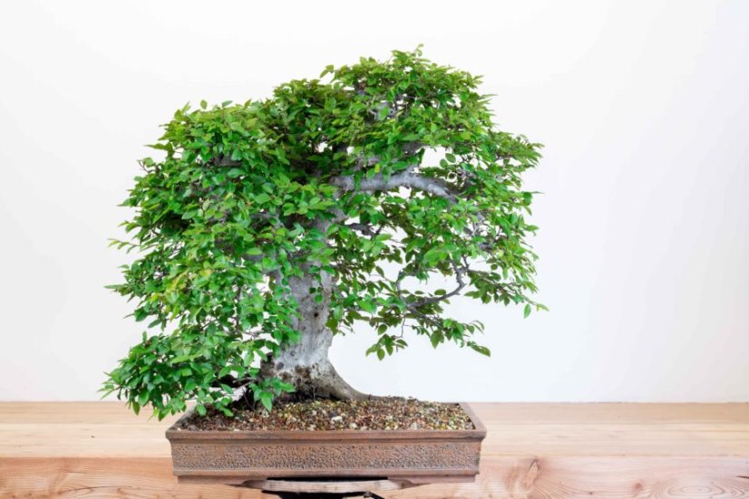 Carpinus orientalis no.2