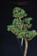 Pinus sylvestris Watereri NIW.19