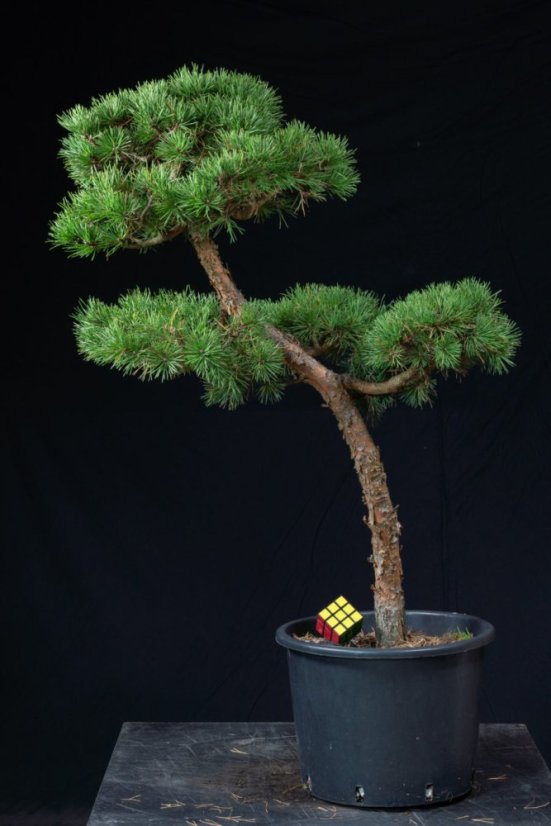 Pinus sylvestris Watereri NIW.17