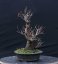 Acer tatar. ginnala #02
