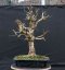 Acer campestre #07