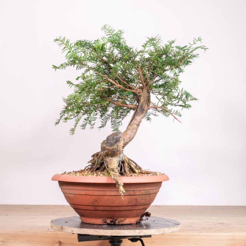 Taxus baccata no.21