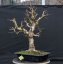 Acer campestre #07