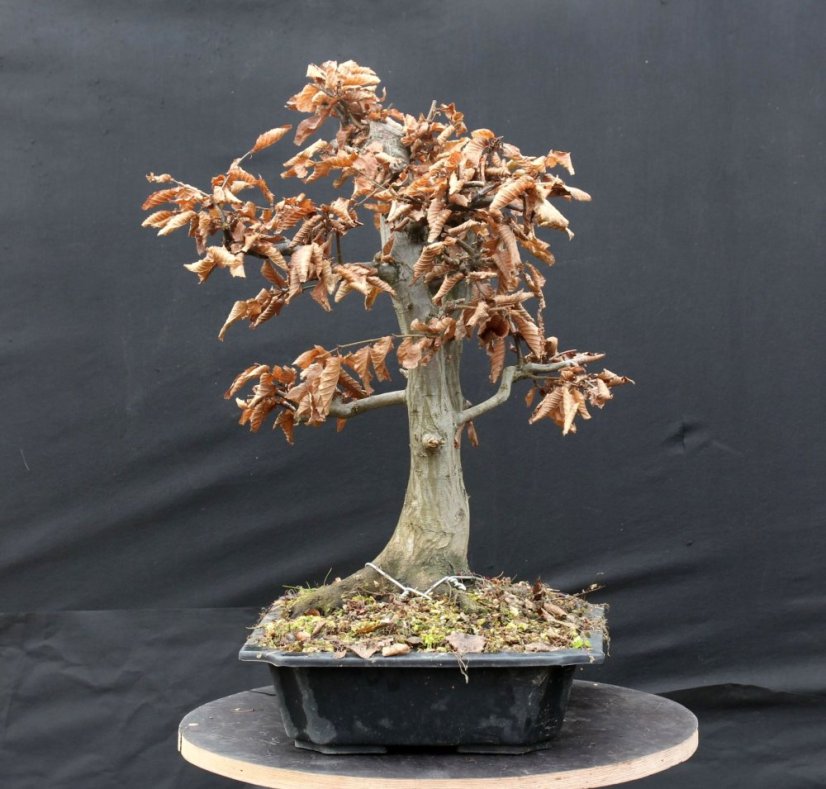 Carpinus betulus #01