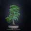 Tilia cordata Komsta #02
