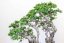 Carpinus orientalis no.4