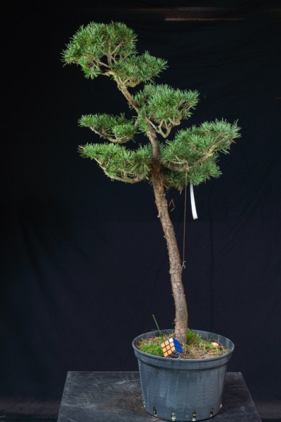Pinus sylvestris Watereri NIW.19