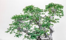 Carpinus orientalis no.1