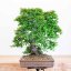 Carpinus orientalis no.2