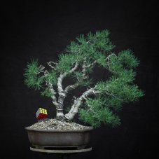 Pinus sylvestris #13