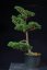 Pinus sylvestris Watereri NIW.3