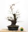 Carpinus betulus #12