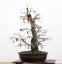 Carpinus betulus #13