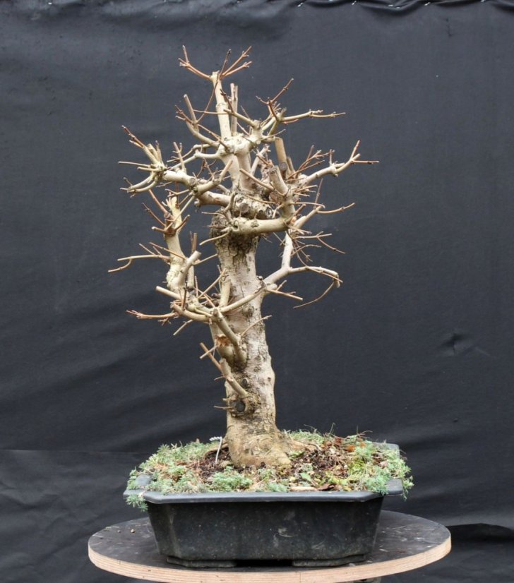Acer campestre #05