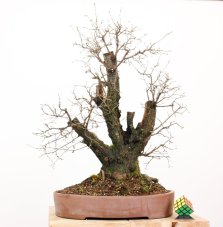 Prunus mahaleb #45