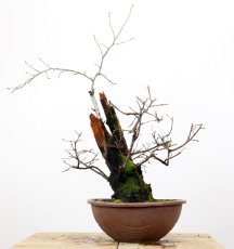 Prunus mahaleb #01
