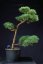 Pinus sylvestris Watereri NIW.1