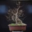 Carpinus betulus #03